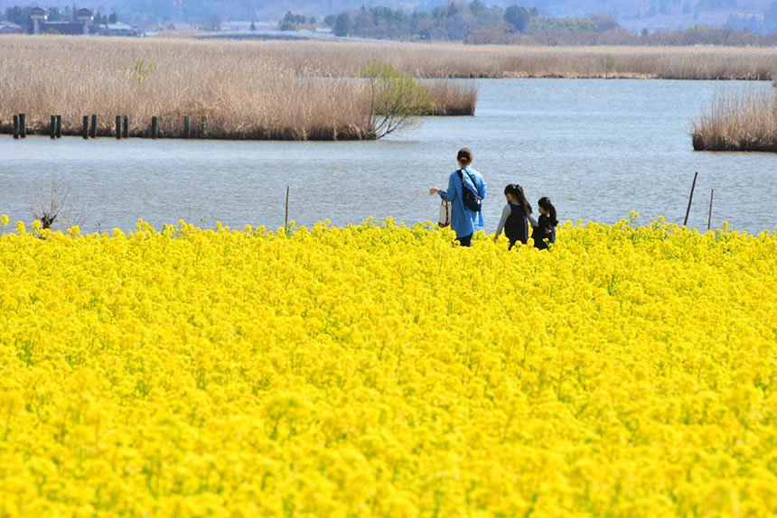 新潟県のおすすめベビーシッター